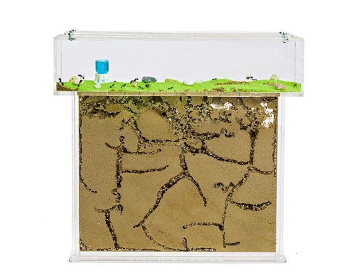 Ameisenfarm Sand Acryl T-Form 25x20x1,5 cm mit Ameisenkolonie