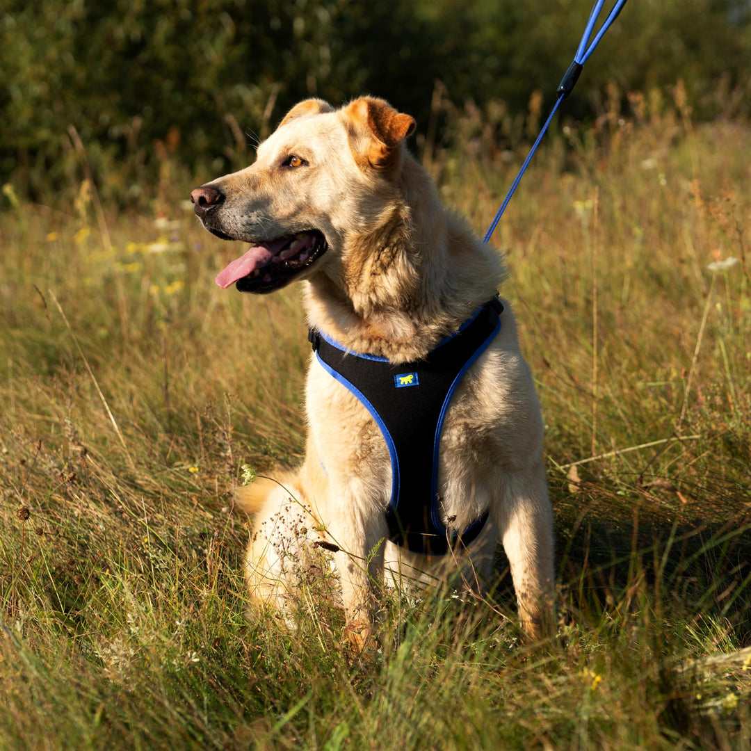 Hundegeschirr gepolstert Nylon Grösse L für Hunde bis 40 kg Blau - Bild 3