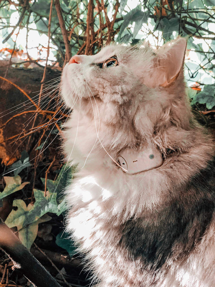Haustier-Tracker RF 2,4 GHz ohne Abo 2 Sender Katze Hund