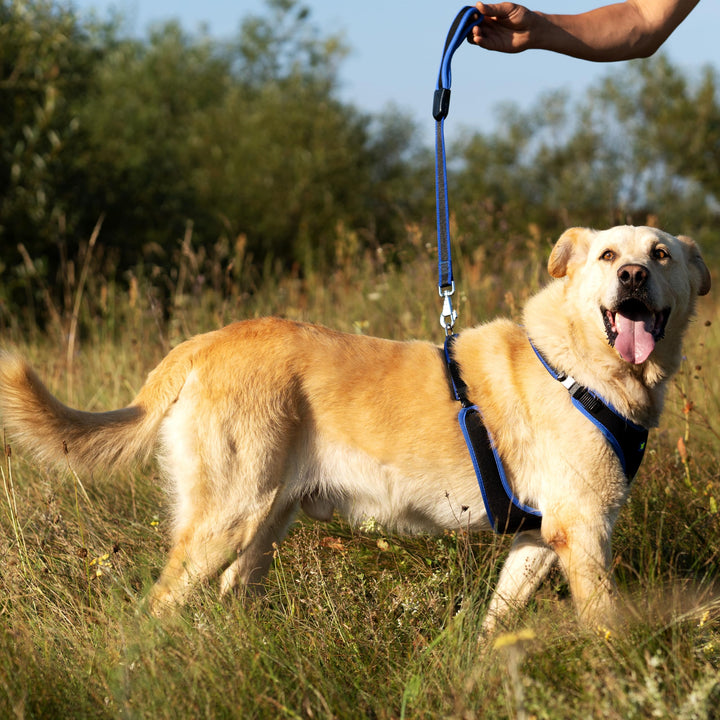 Hundegeschirr gepolstert Nylon Grösse L für Hunde bis 40 kg Blau - Bild 2