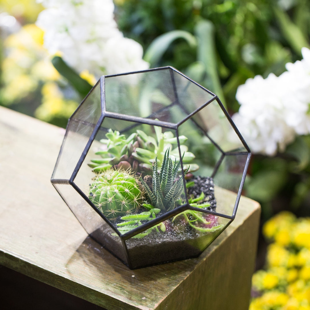 Glas-Terrarium Dodekaeder geometrisch 17,5x15 cm für Sukkulenten - Bild 7